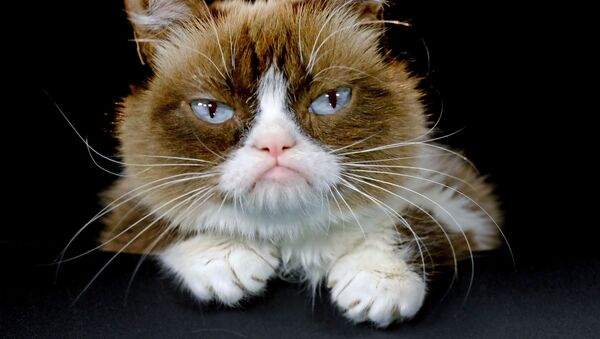 Сердитый кот (Grumpy Cat) - Sputnik Узбекистан