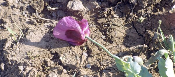 Опийный мак - Sputnik Ўзбекистон