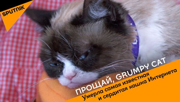 СПУТНИК_Прощай, Grumpy Cat - Sputnik Ўзбекистон