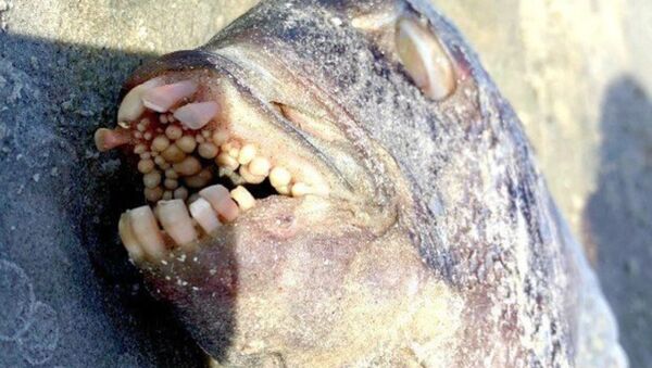 Рыбу с человеческими зубами нашли на пляже в США - Sputnik Ўзбекистон
