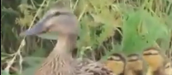 Mama-utka i utata - Sputnik O‘zbekiston