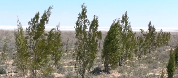 На дне Аральского моря высадили первые деревья для борьбы с опустыниванием На дне Аральского моря высадили первые деревья для борьбы с опустыниванием - Sputnik Ўзбекистон
