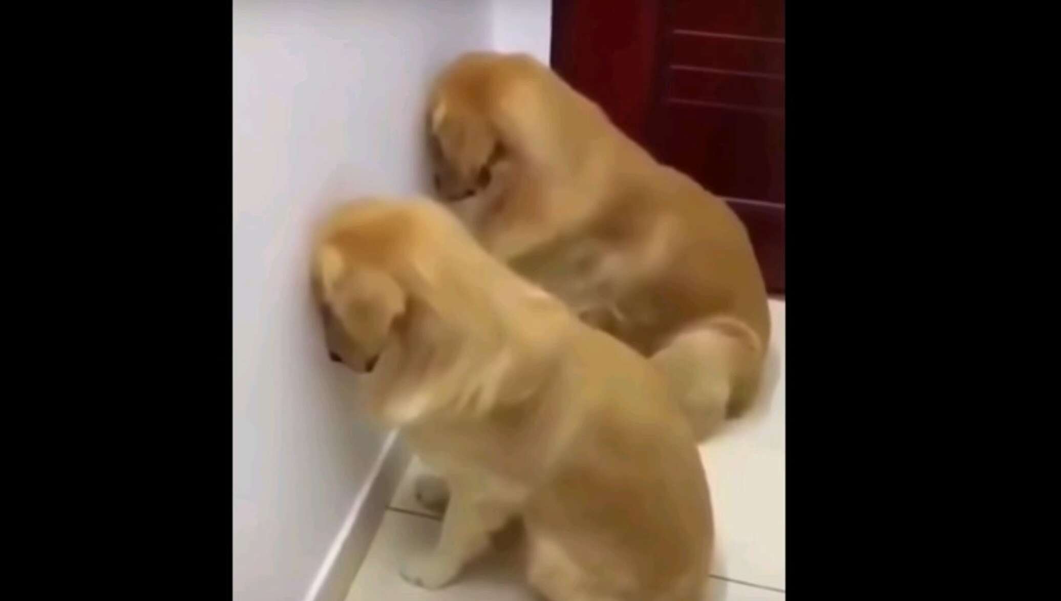 Забавные реакции собак на ругательства