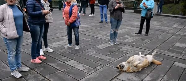 Когда собака знает, как отвлечь туристов - очень милое видео - Sputnik Узбекистан