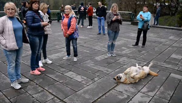 Когда собака знает, как отвлечь туристов - очень милое видео - Sputnik Узбекистан