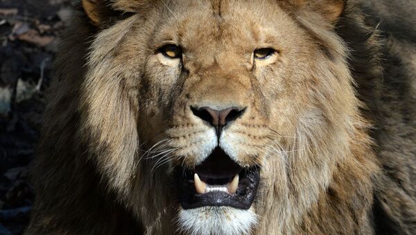 Sorevnovaniya po peretagivaniyu kanata s uchastiyem lvov v Primorskom safari-parke - Sputnik O‘zbekiston