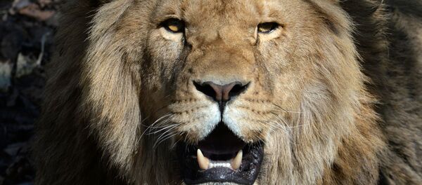 Соревнования по перетягиванию каната с участием львов в Приморском сафари-парке Соревнования по перетягиванию каната с участием львов в Приморском сафари-парке - Sputnik Ўзбекистон