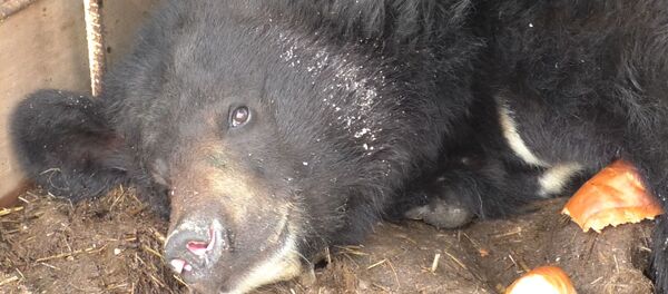 СПУТНИК_Цирковой мишка на грани выживания - Sputnik Узбекистан