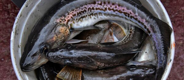 Ведро с рыбой. Архивное фото Ведро с рыбой. Архивное фото - Sputnik Узбекистан