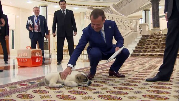 Президент Туркменистана подарил Дмитрию Медведеву щенка алабая - Sputnik Узбекистан
