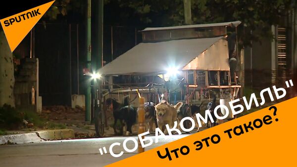 Собакомобиль: как заработать много денег за один вечер - видео - Sputnik Узбекистан