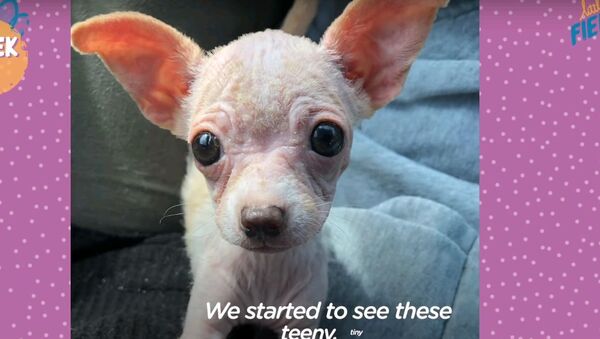 Запуганный щенок без шерсти превратился в самое милое существо - видео - Sputnik Узбекистан