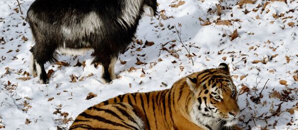 В Приморском Сафари-парке амурский тигр подружился с козлом - Sputnik Узбекистан