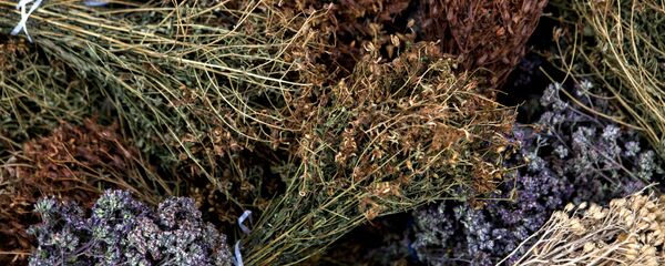 Лечебные травы Лечебные травы - Sputnik Ўзбекистон