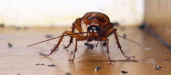 В Ташкенте два человека насмерть отравились средством от насекомых - Sputnik Узбекистан