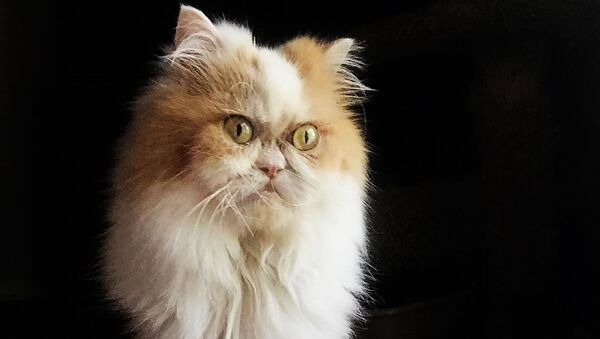 Новый Grumpy Cat: в Сети нашли еще одного сердитого кота - видео - Sputnik Узбекистан