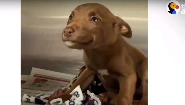 Собака-улыбака: пес узнал, что его забирают домой из приюта - милое видео - Sputnik Узбекистан