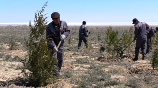 Люди в Узбекистане спасаются от соляных бурь на Арале и сажают лес на дне морском - Sputnik Ўзбекистон