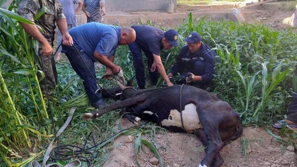 Сотрудники МЧС Узбекистана вызволили корову из колодца - Sputnik Узбекистан