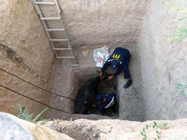 МЧС Узбекистана спасли корову, упавшую в колодец - Sputnik Узбекистан