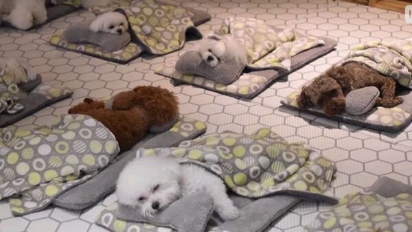 Сонное царство: как щенки отдыхают в детских садах - супер милое видео - Sputnik Узбекистан