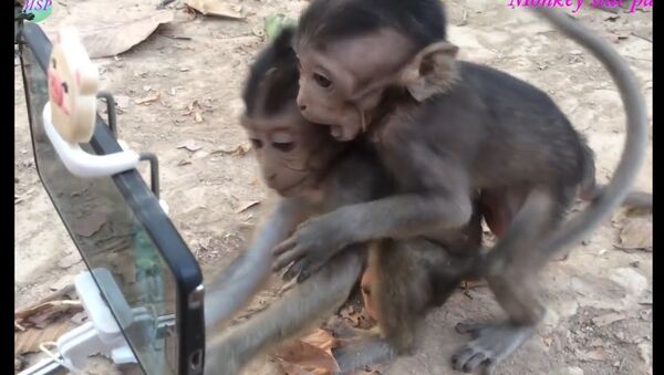 Вот и обезьяны уже научились пользоваться смартфоном - Sputnik Ўзбекистон