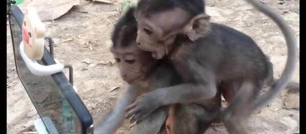 Вот и обезьяны уже научились пользоваться смартфоном Вот и обезьяны уже научились пользоваться смартфоном - Sputnik Ўзбекистон