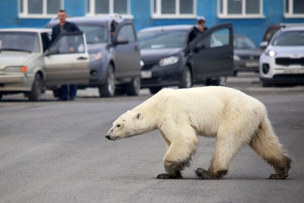 Белая медведица гуляет по окраине Норильска. - Sputnik Узбекистан