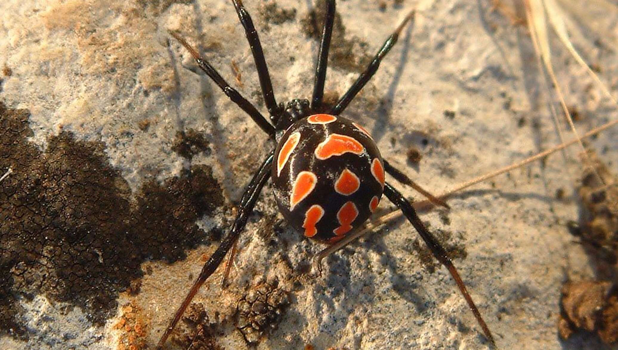 Telefonda suratga olingan Mushukdagi qisqa porno videolar