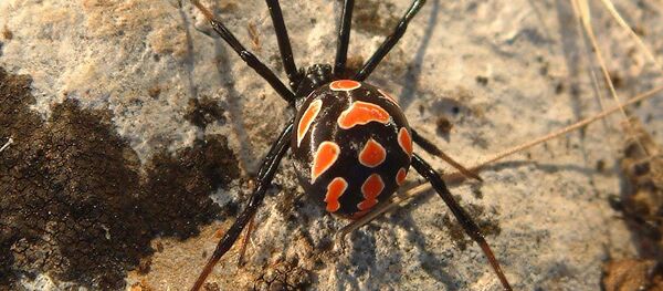 Pauk-karakurt Pauk-karakurt - Sputnik O‘zbekiston