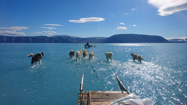 Ездовые собаки тянут сани по покрытому водой льду Гренландии - Sputnik Узбекистан