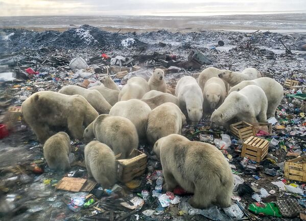 Белые медведи ищут еду на мусорной свалке недалеко от деревни Белушья Губа, архипелаг Новая Земля - Sputnik Узбекистан
