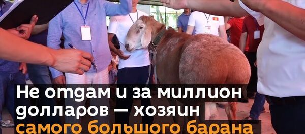 Не отдам его и за миллион долларов — хозяин самого большого барана в ЦА - Sputnik Ўзбекистон