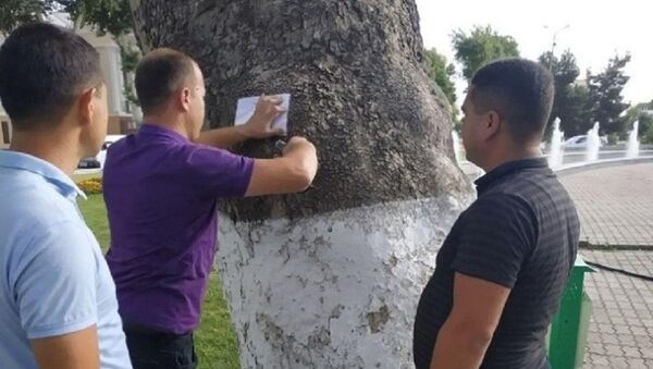 На Университетском бульваре в Самарканде проходит инвентаризация деревьев - Sputnik Узбекистан