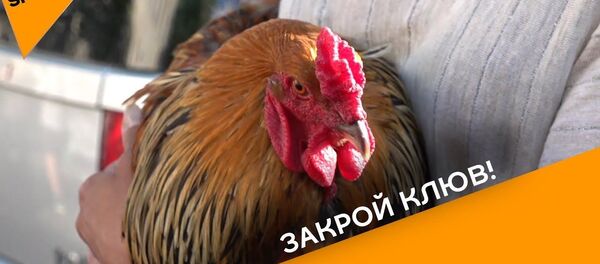 Докукарекался: во Франции судят петуха за слишком ранние крики – видео Докукарекался: во Франции судят петуха за слишком ранние крики – видео - Sputnik Ўзбекистон