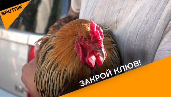 Dokukarekalsya: vo Frantsii sudyat petuxa za slishkom ranniye kriki – video - Sputnik Oʻzbekiston