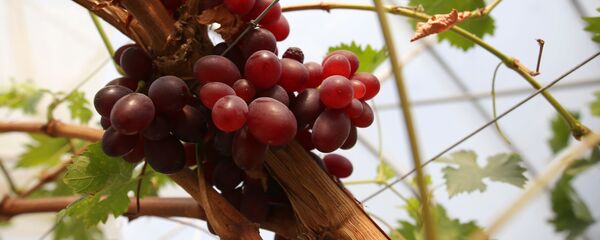 Fermerskoe xozaystvo v Krasnodarskom krae Fermerskoe xozaystvo v Krasnodarskom krae - Sputnik O‘zbekiston