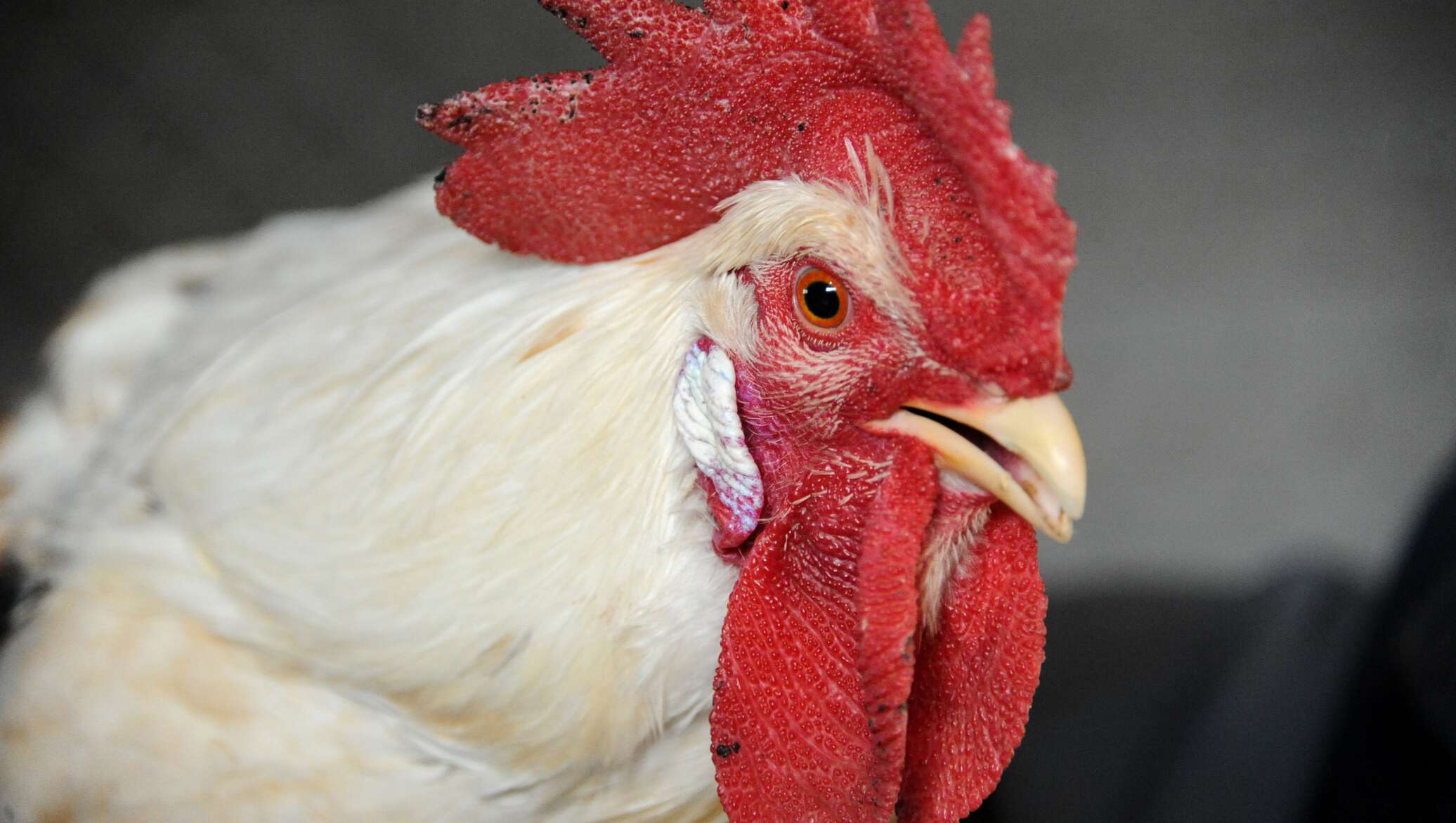 Boshqalarning xotinlarining porno videolari Ayollar mushuklarining nomlari