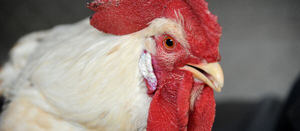 Петух породы Легорн Петух породы Легорн - Sputnik Ўзбекистон