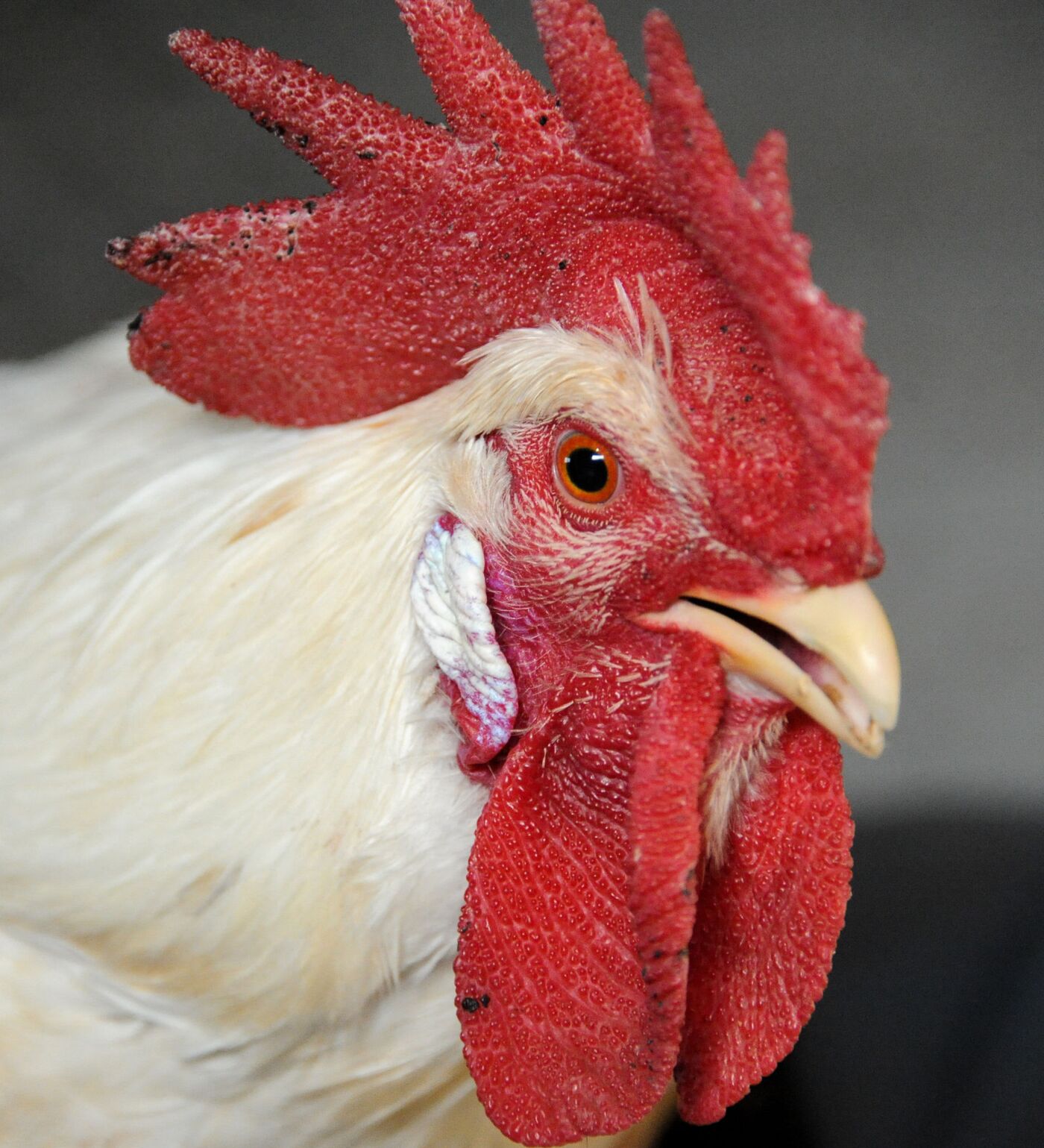 Qusishgacha ogizda xoroz