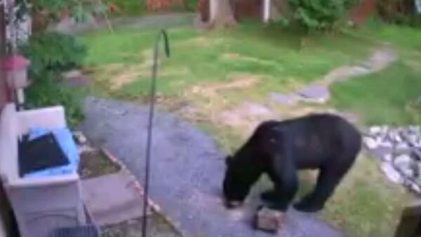 Кто в доме хозяин: как пес прогнал медведя с участка - видео - Sputnik Узбекистан