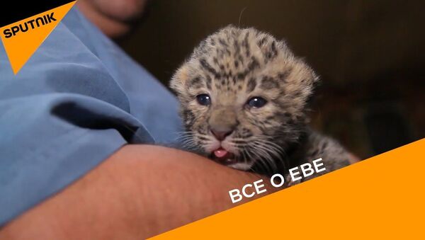 Челябинский ветеринар выходил новорожденного котенка леопарда – видео - Sputnik Узбекистан