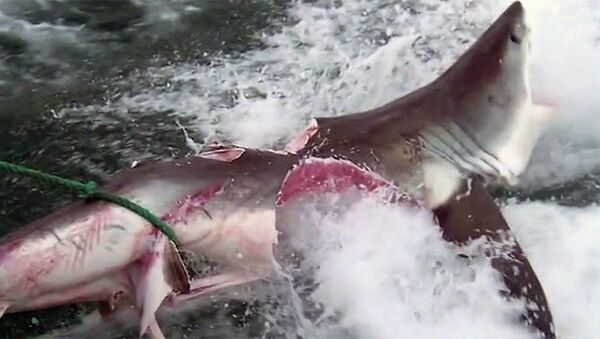 Смертельную битву двух огромных акул сняли на видео ученые - Sputnik Ўзбекистон