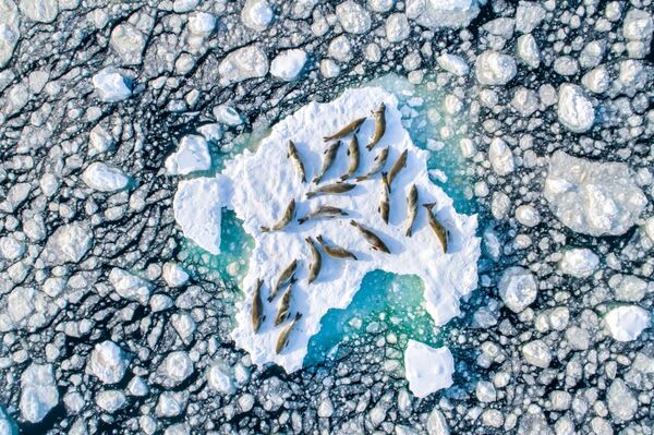 Снимок Crabeater Seals on Ice фотографа Florian Ledoux, занявший первое место в категории Wildlife конкурса Drone Awards 2019 - Sputnik Узбекистан