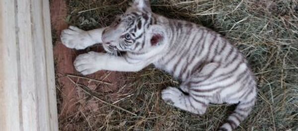 Краснодарскими таможенниками пресечена попытка незаконного перемещения через границу двух детенышей леопарда и одного бенгальского тигренка - Sputnik Узбекистан