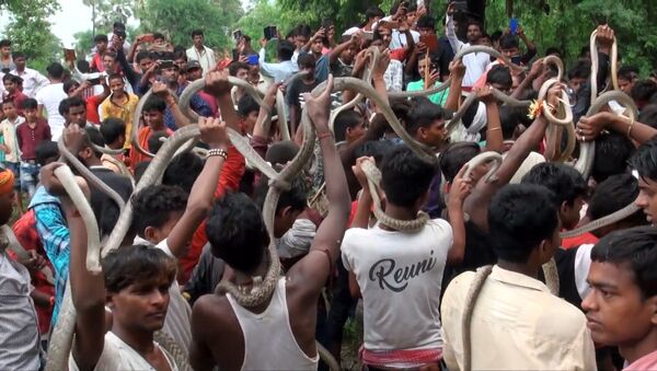 Самый страшный праздник: тысячи змей на улицах Индии - видео - Sputnik Ўзбекистон