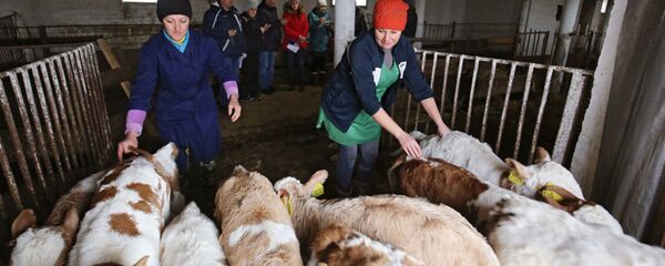 Сотрудницы выгоняют телят из коровника  - Sputnik Узбекистан