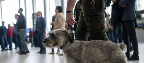 Узбекистон хаво йуллари объяснила правила перевозки домашних питомцев - Sputnik Узбекистан