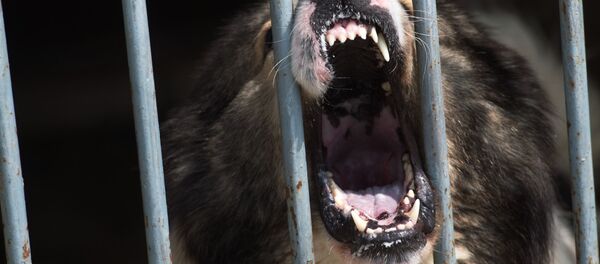 Собака в кинологическом центре - Sputnik Ўзбекистон