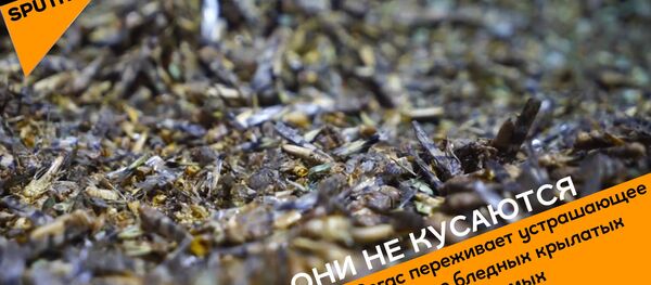 Oni ne kusayutsya - Sputnik O‘zbekiston